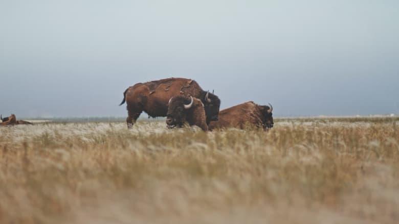 Askania Reserve image