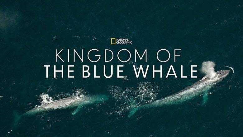 Kingdom of the Blue Whale image