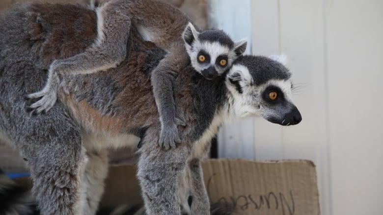 Secrets of the Zoo: Down Under image