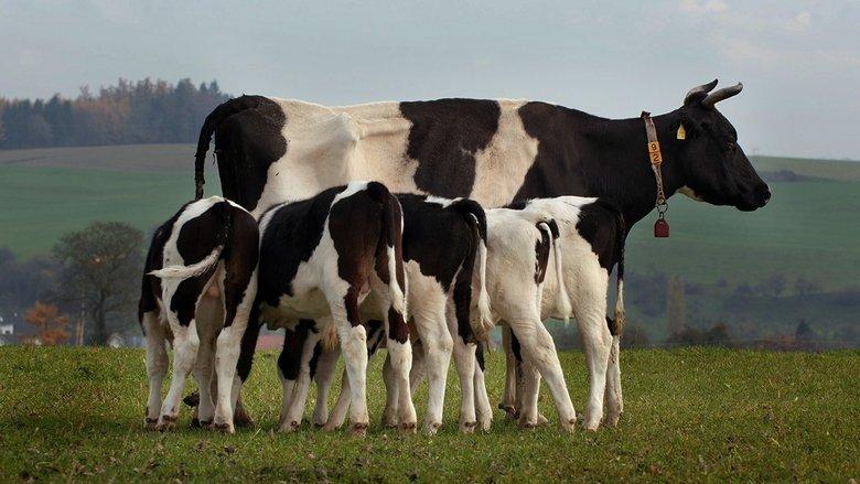 The Secret Life of Cows image