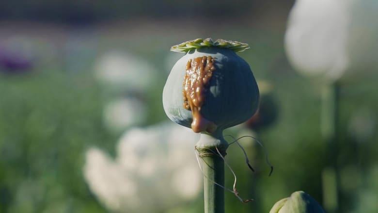 The Story of Drug Trafficking image