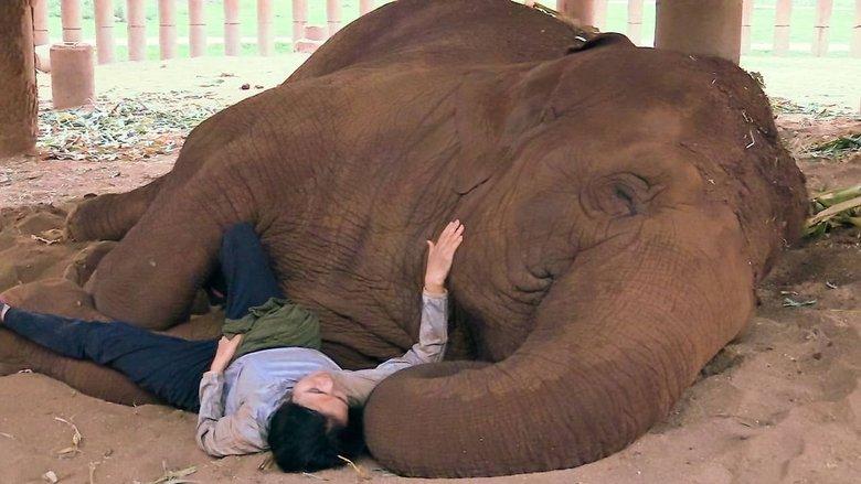 Elephant Mother image