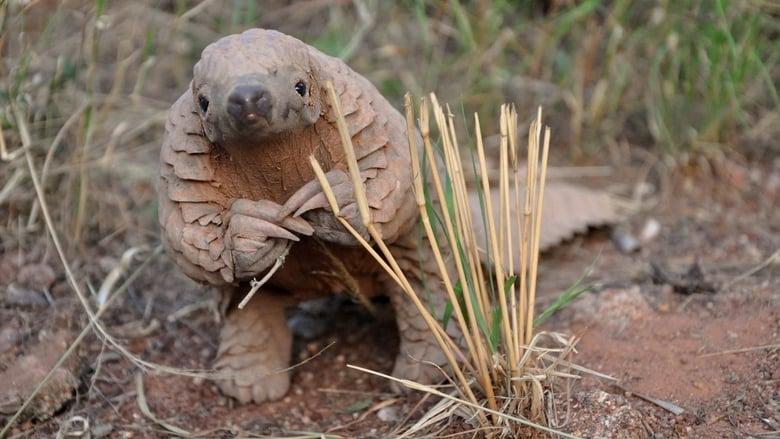 World's Greatest Animal Encounters image
