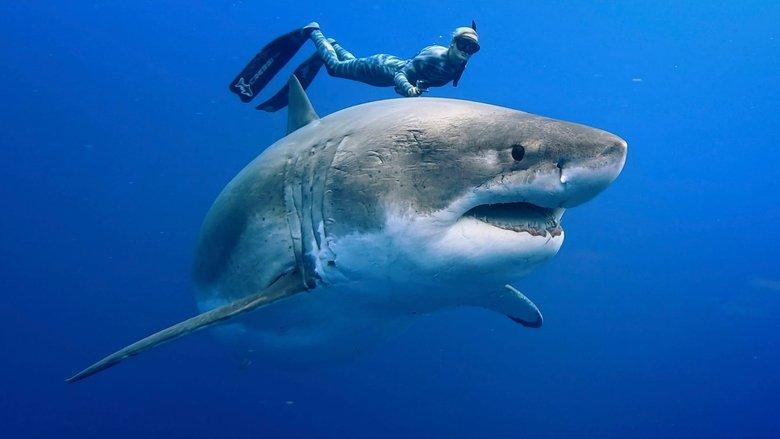 Envoy: Shark Cull image