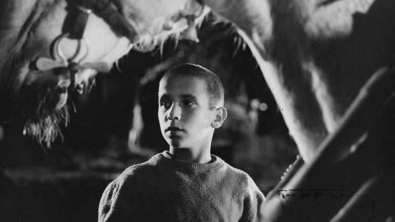 Chronicle of a Boy Alone image