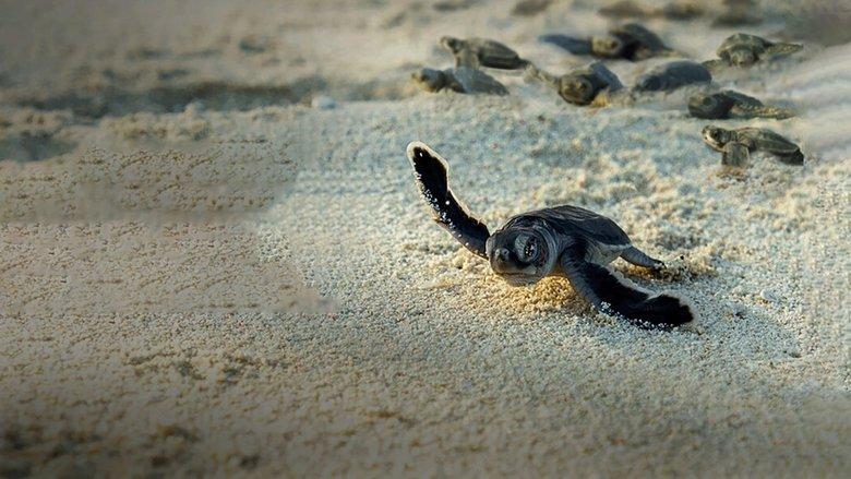 Incredible Animal Journeys image