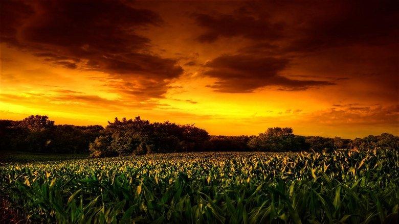 Children of the Corn II: The Final Sacrifice image