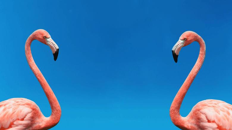 The Mating Game image