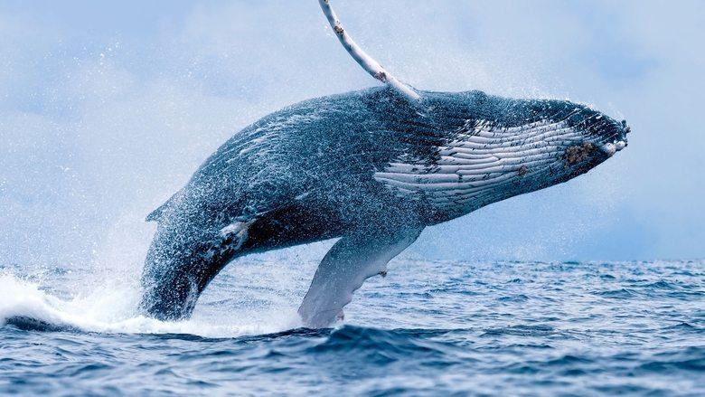Wonders of the Ocean image
