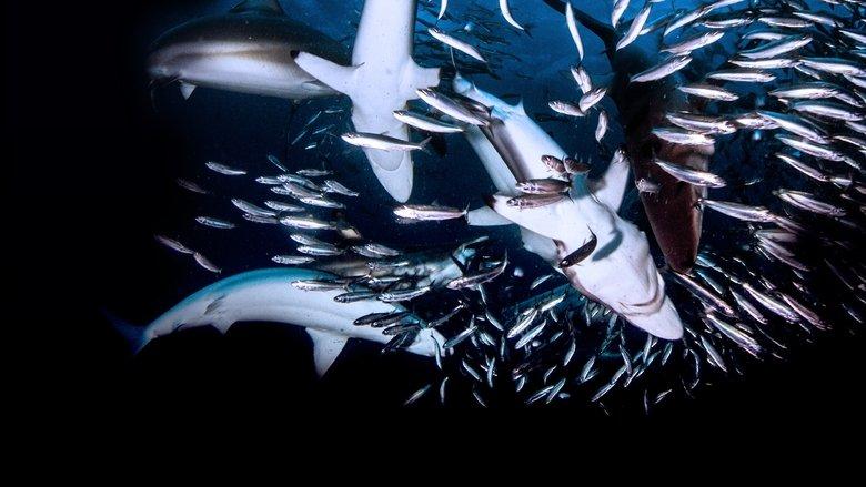 Great Shark Chow Down image