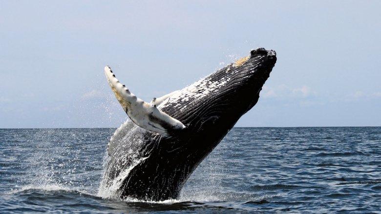 Ocean Giants image