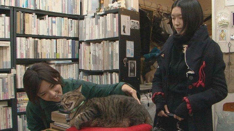 I’m a Cat Stalker image