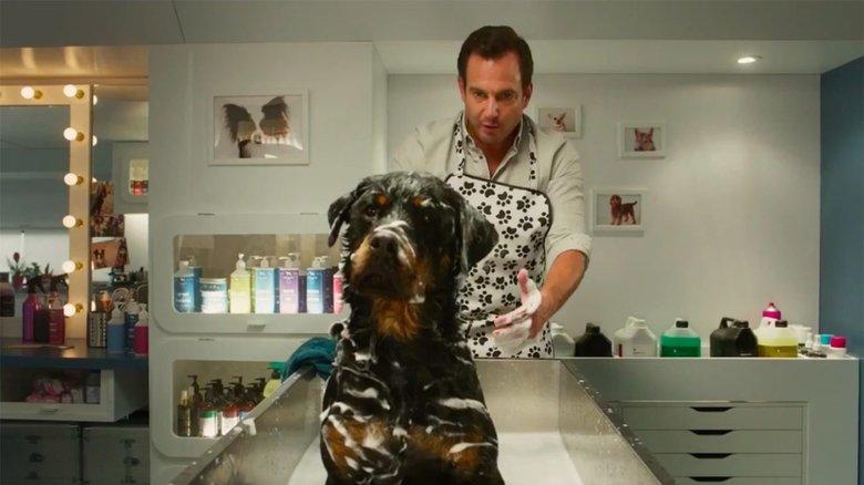 Show Dogs image