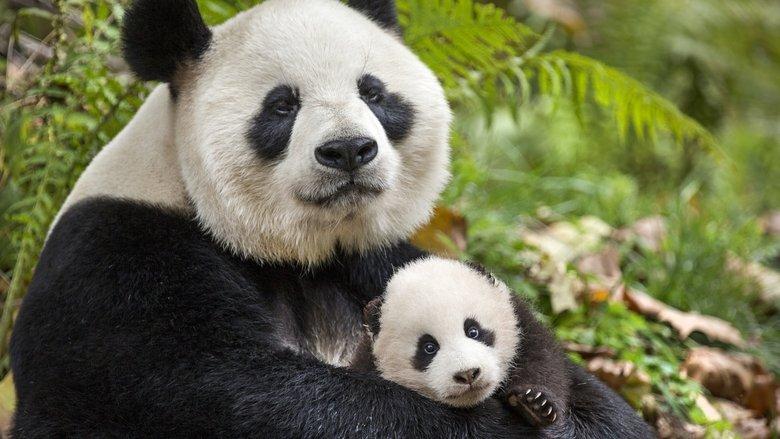 Born in China image