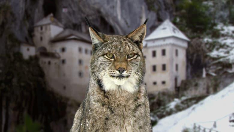 Wild Castles image