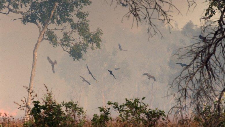A Wild Year On Earth image
