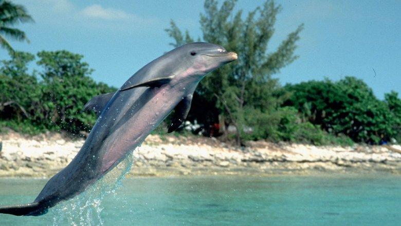 Flipper image