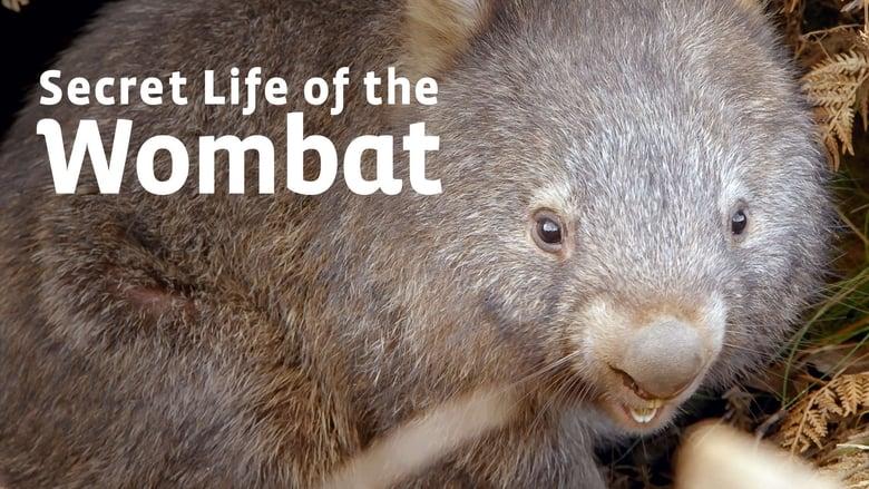 Secret Life of the Wombat image