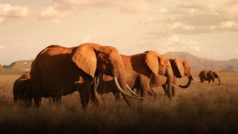 The Elephant Queen image