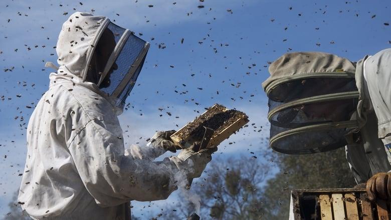 More Than Honey image