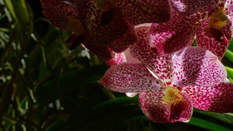 Kingdom of Plants image