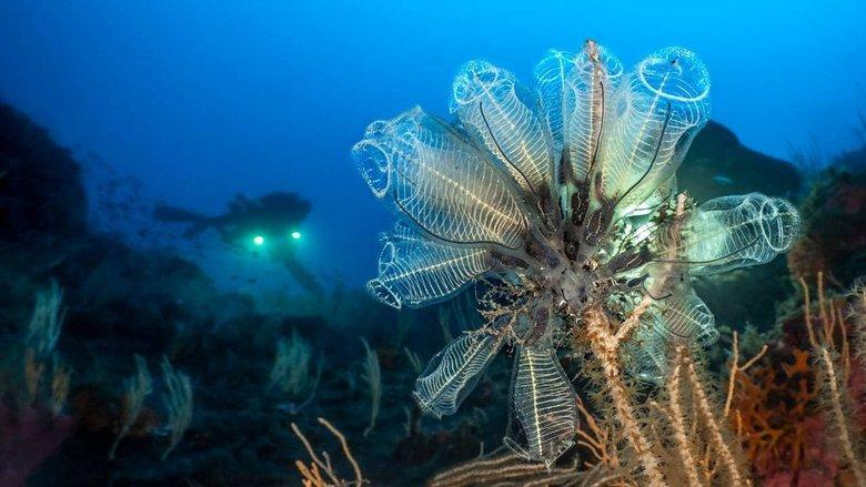 Méditerranée : la face immergée des volcans image