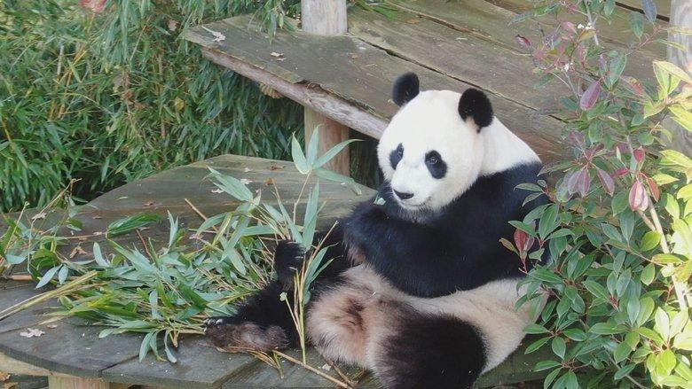 Real Life in the Zoo image