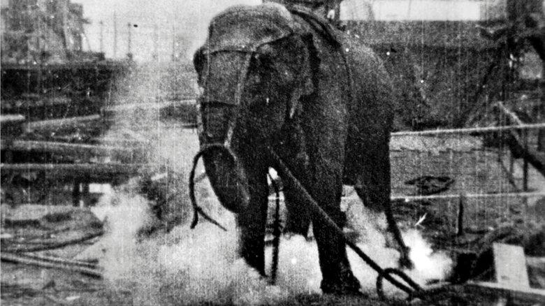 Electrocuting an Elephant image