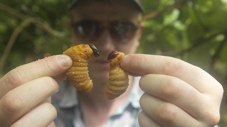 Bugs image