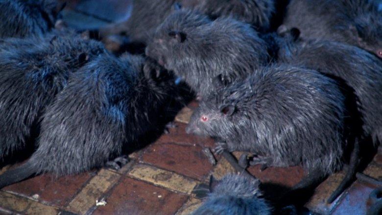 Rats: Night of Terror image