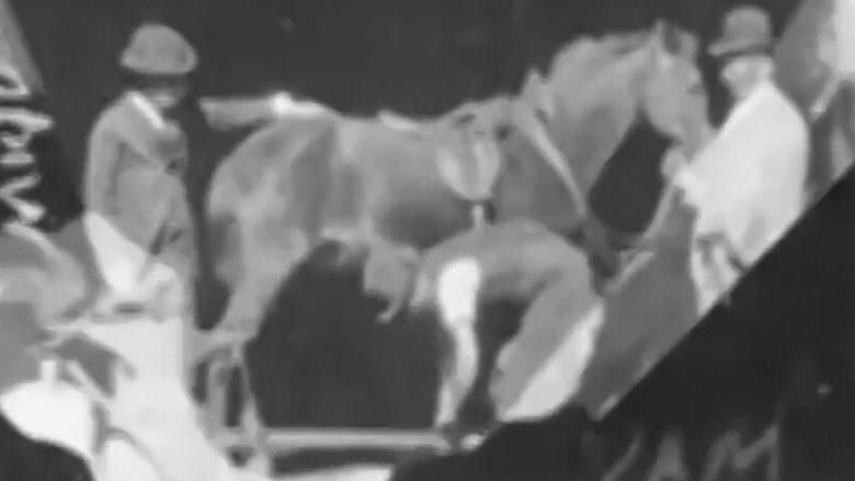 Horse Shoeing image