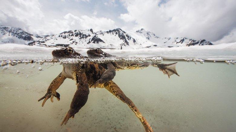 The Sanctuary：Survival Stories of the Alps image