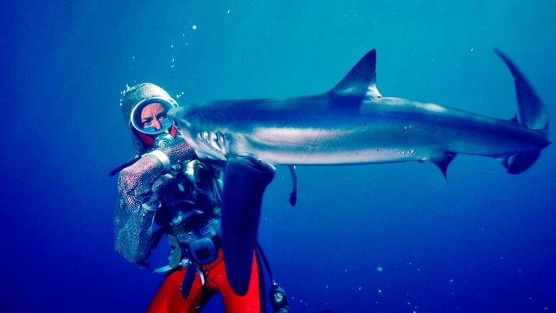 Playing with Sharks image