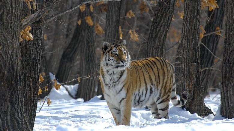 Russia - In the Realm of Tigers, Bears and Volcanoes image