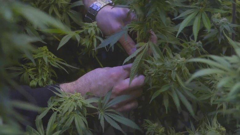 The Legend of 420 image
