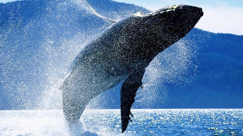 Whales: An Unforgettable Journey image