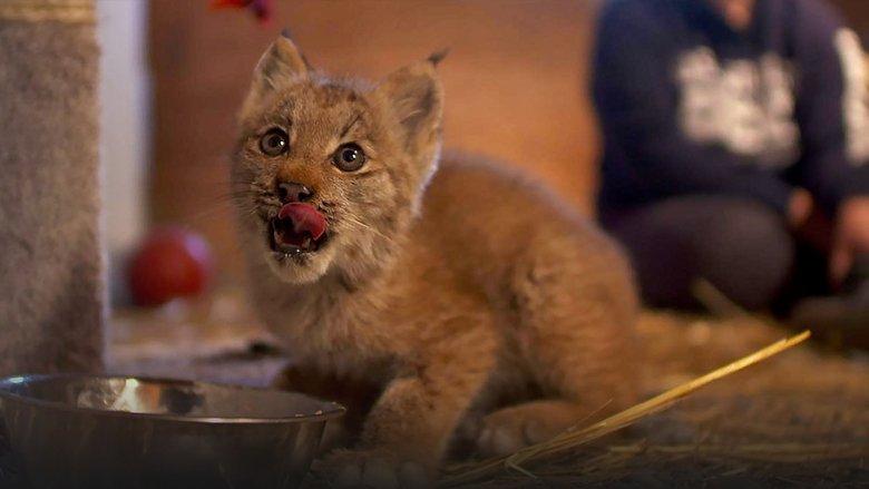 Alaska Animal Rescue image