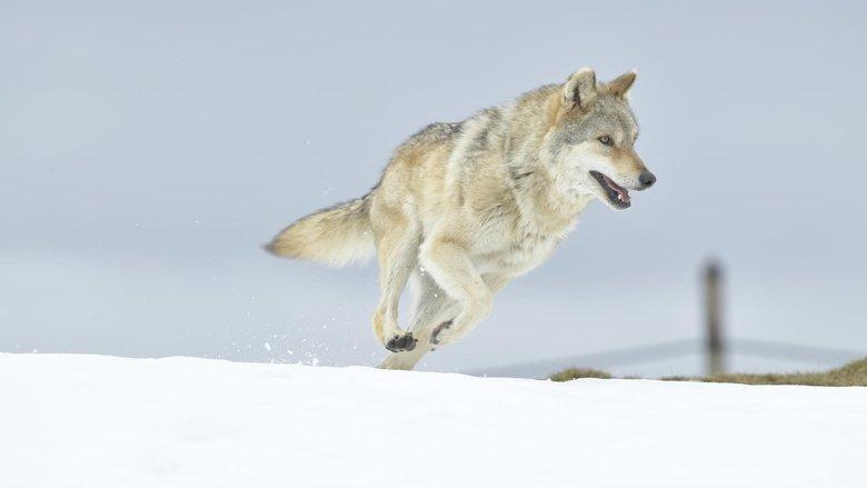 A Wolf's Journey image