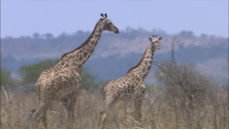 The World Natural Heritage Africa image