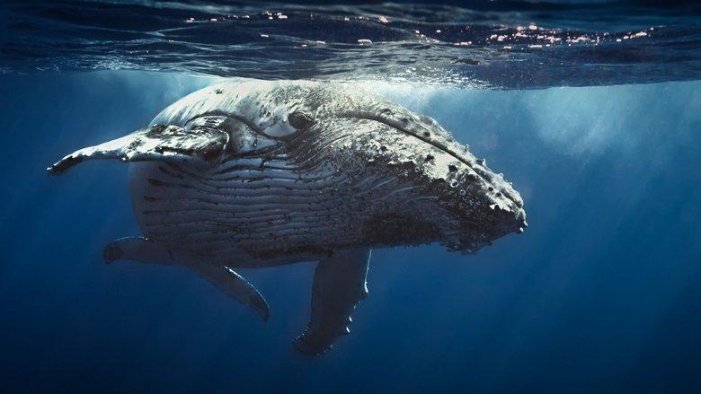 Oceans image
