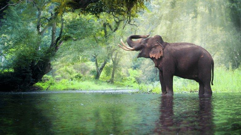 Thailand's Wild Side image