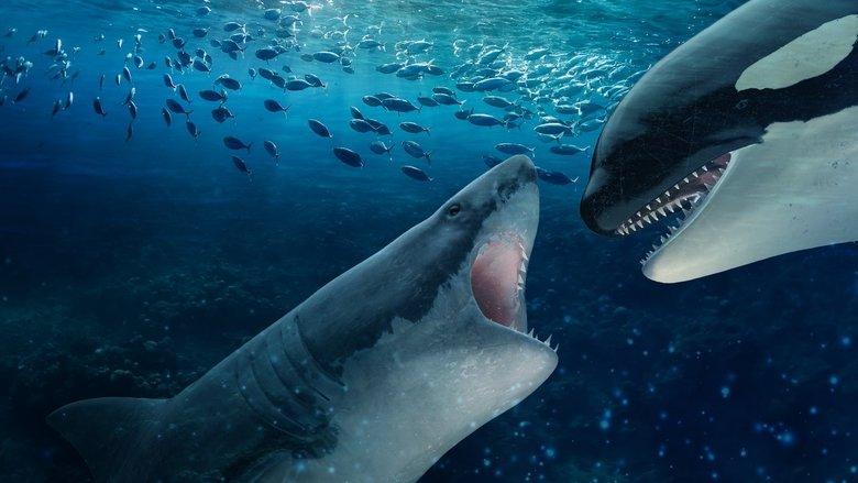 Orca Vs. Great White image
