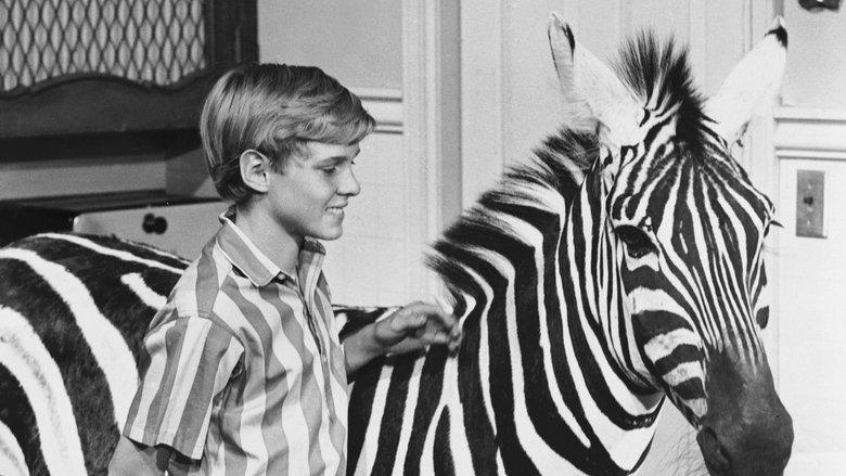 Zebra in the Kitchen image