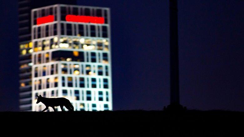Cities: Nature's New Wild image