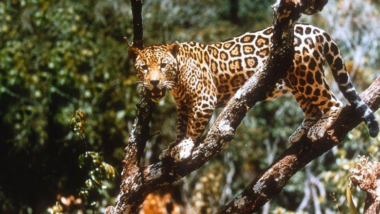 Jungle Cat image