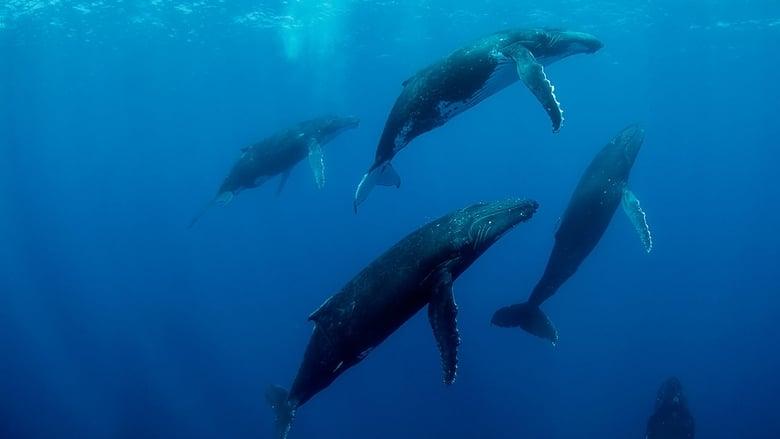 Humpback Whales image