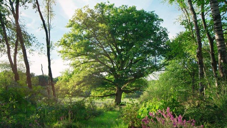 Heart of an Oak image