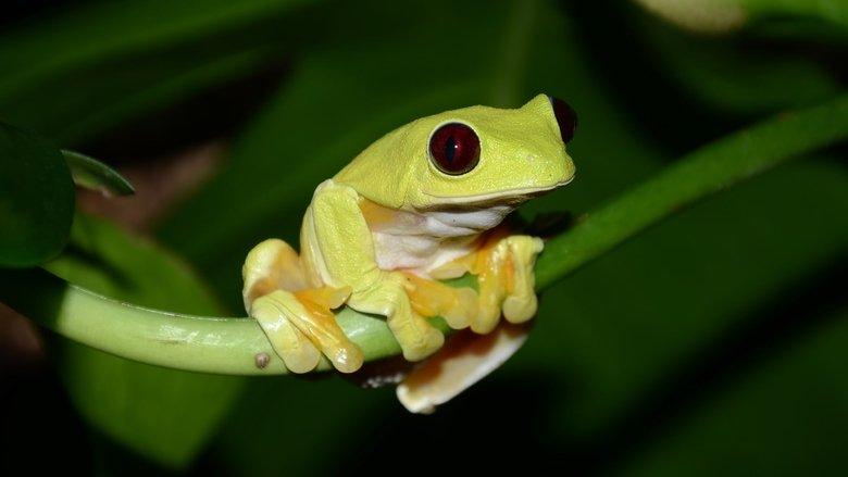 Fabulous Frogs image