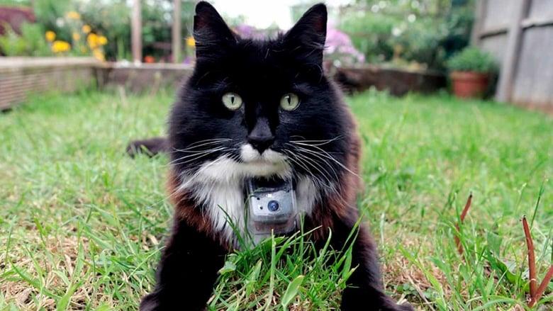 The Secret Life of Cats image