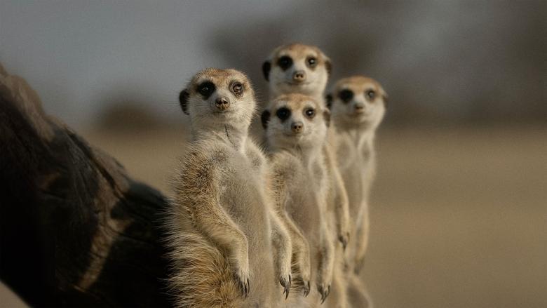 The Secret Lives of Animals image